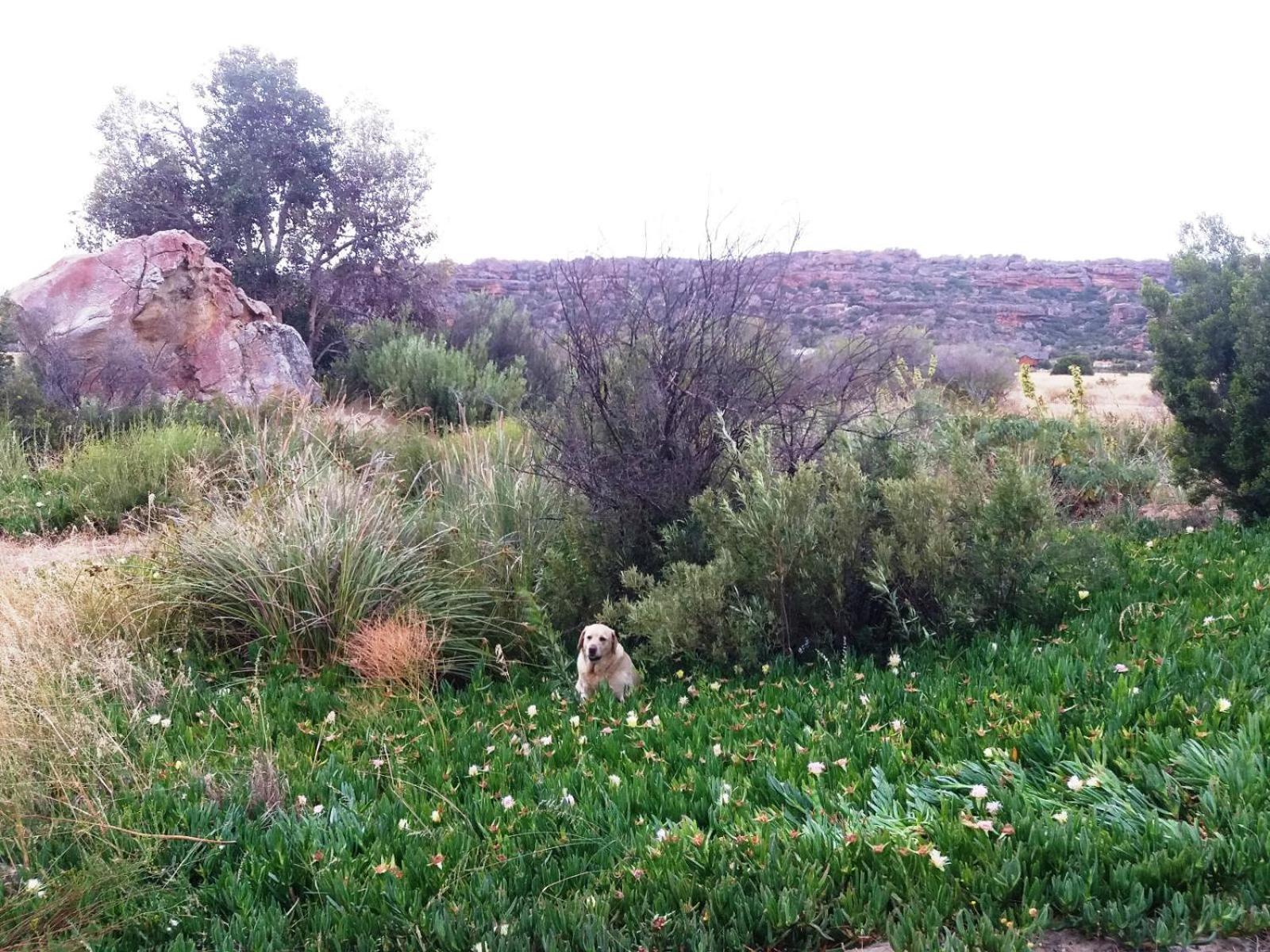 Alpha Excelsior Guest Farm Clanwilliam Quarto foto